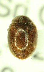 Scymnus nebulosus