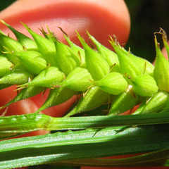 Carex trichocarpa