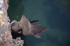 Anous stolidus galapagensis