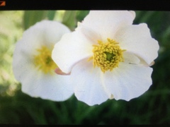 Ranunculus pyrenaeus