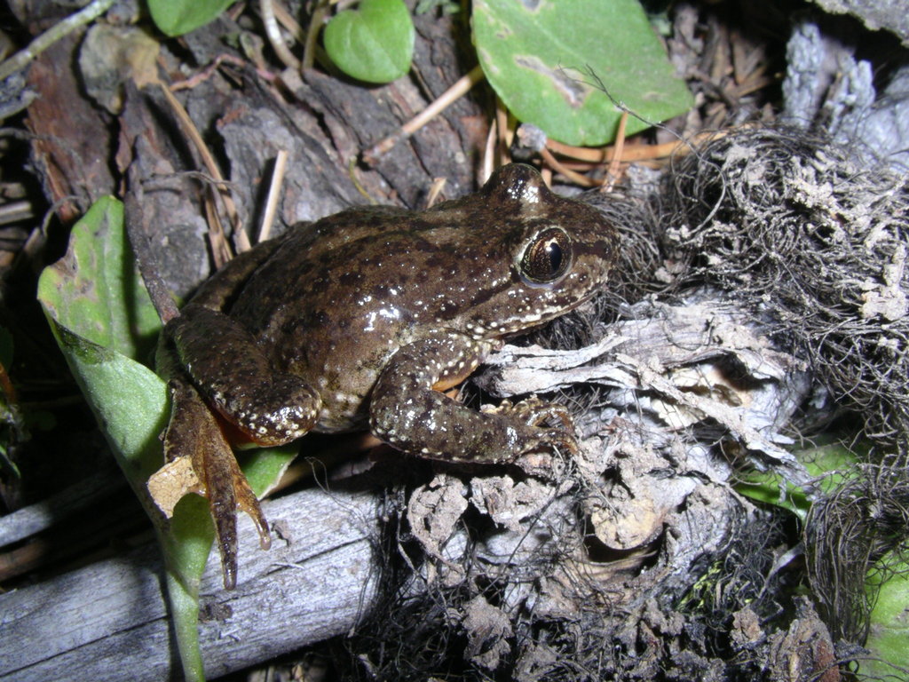 Rocky Mountain Tailed Frog in July 2011 by Charlie Justus. Adult male ...