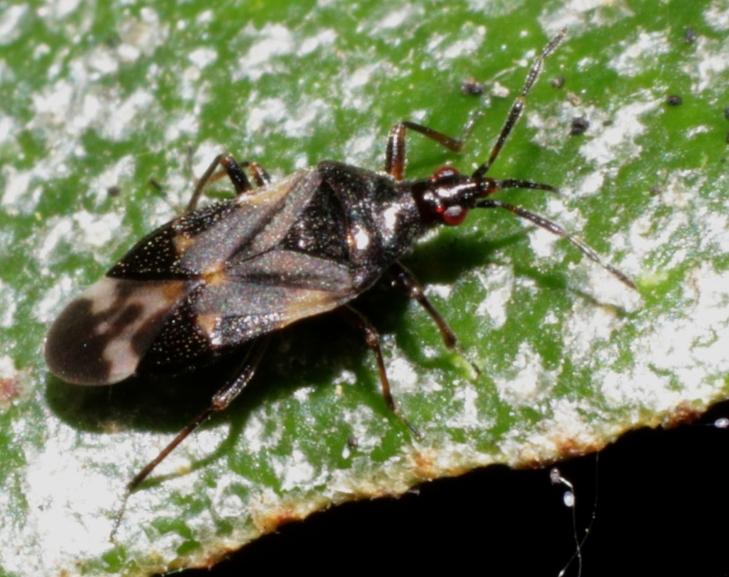 Anthocoris nemoralis