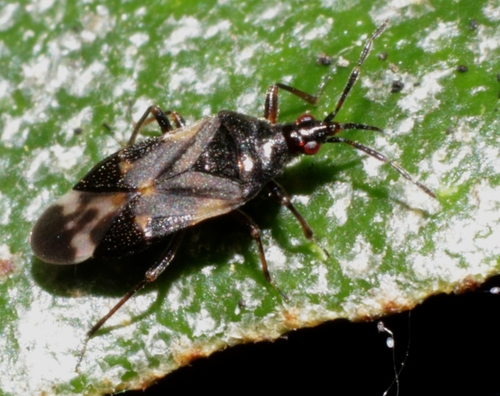 Representative image of Anthocoris nemoralis