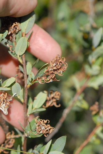 Image of Salix myrtilloides by (c) Марина Садыкова, some rights reserved (CC BY)