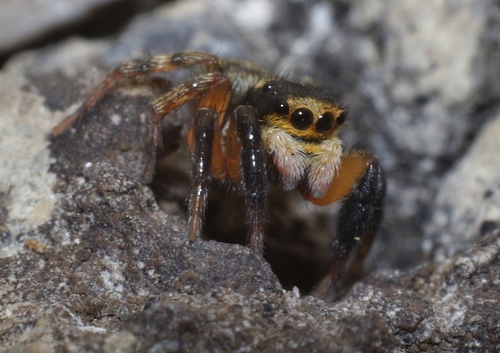 Euophrys sulphurea