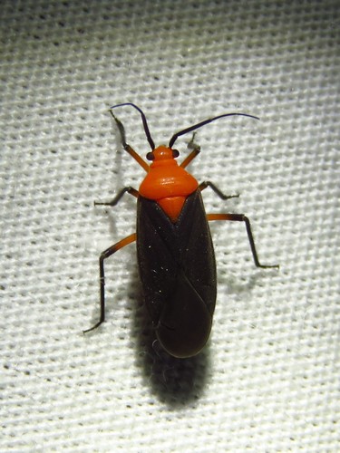 Prepops atripennis