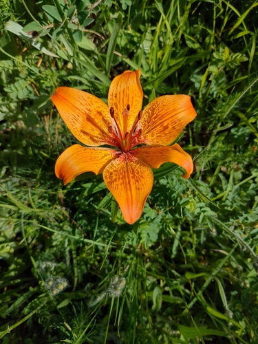 Lilium bulbiferum