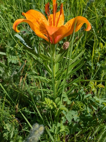 Lilium bulbiferum
