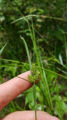 Carex complanata