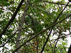 Amazona autumnalis salvini