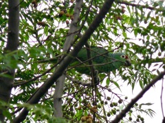 Amazona autumnalis salvini