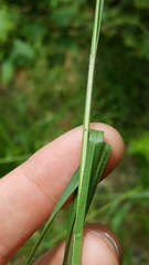 Carex complanata