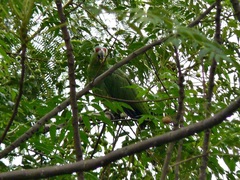 Amazona autumnalis salvini