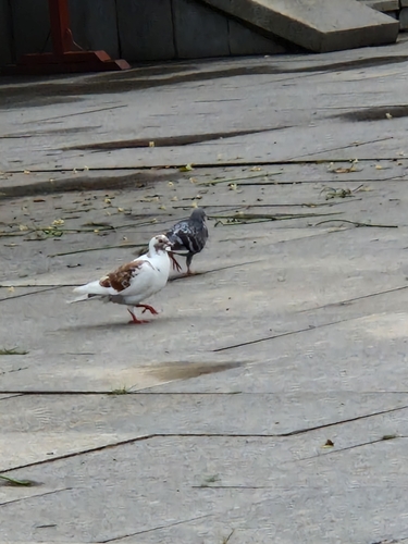 Feral Pigeon