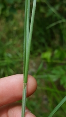 Carex complanata