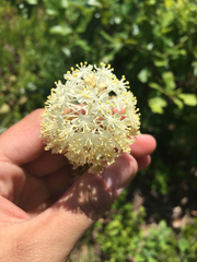 Xerophyllum asphodeloides