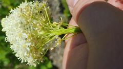 Xerophyllum asphodeloides