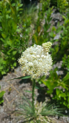 Xerophyllum asphodeloides