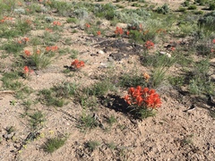Castilleja linariifolia