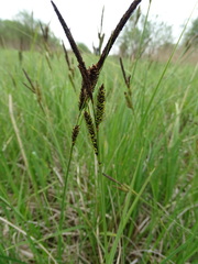Carex elata
