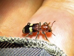 Enoclerus quadrisignatus