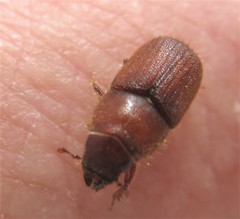 Dendroctonus