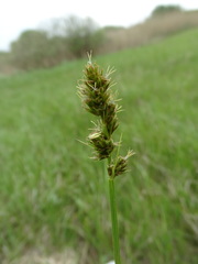 Carex spicata