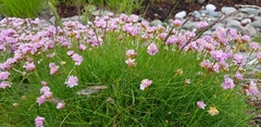 Armeria maritima maritima