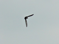 Pygochelidon cyanoleuca