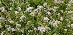 Cochlearia