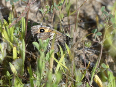 Hipparchia cypriensis