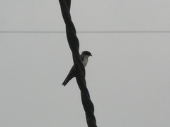 Pygochelidon cyanoleuca