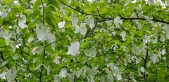 Davidia involucrata