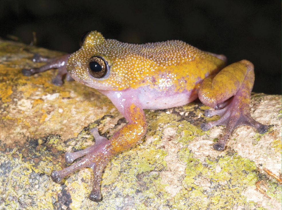 Thorny Tree Frog (Gracixalus lumarius)