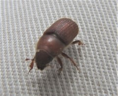 Dendroctonus