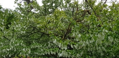 Davidia involucrata