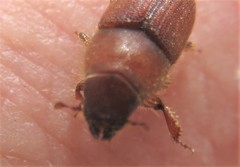 Dendroctonus