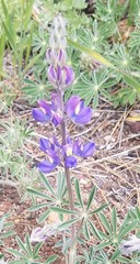 Lupinus grayi