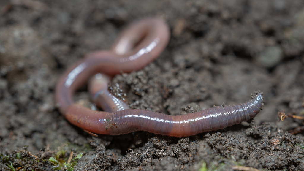 blackhead worm