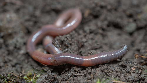 blackhead worm