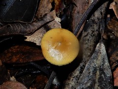Psilocybe makarorae