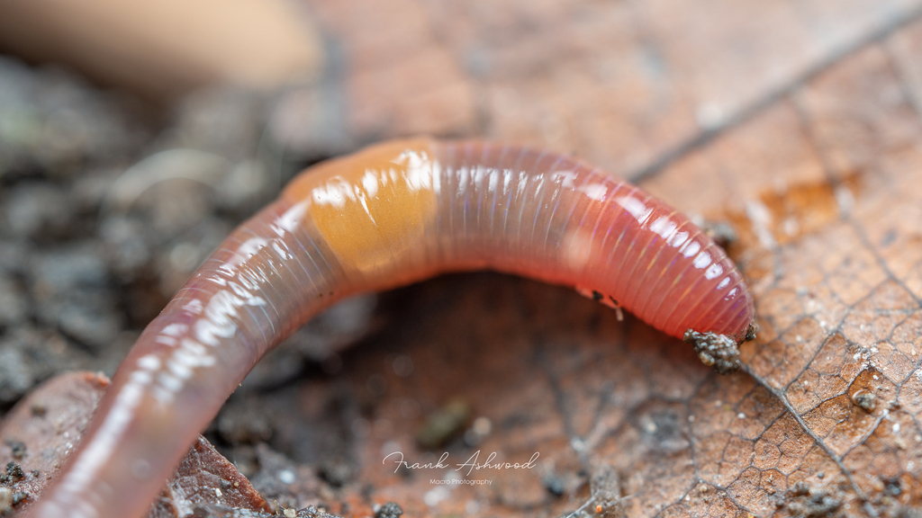 Bank Worm