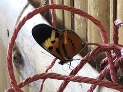 Heliconiini