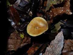 Psilocybe makarorae