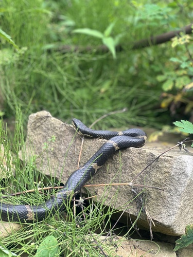 Manchurian Black Ratsnake