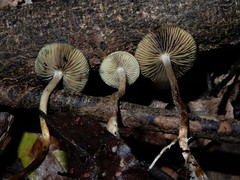 Psilocybe makarorae