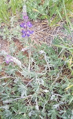 Lupinus grayi