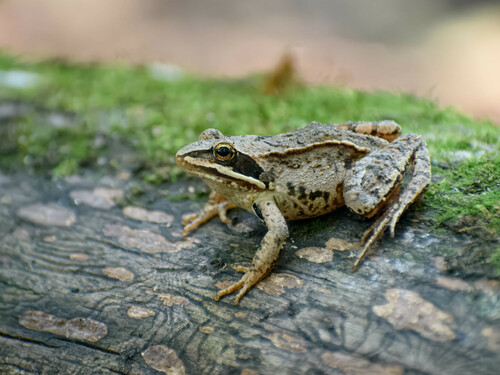 Rana arvalis Nilsson, 1842