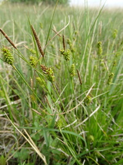 Carex lepidocarpa