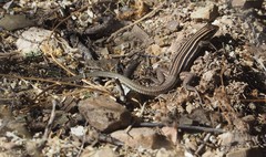 Aspidoscelis sonorae